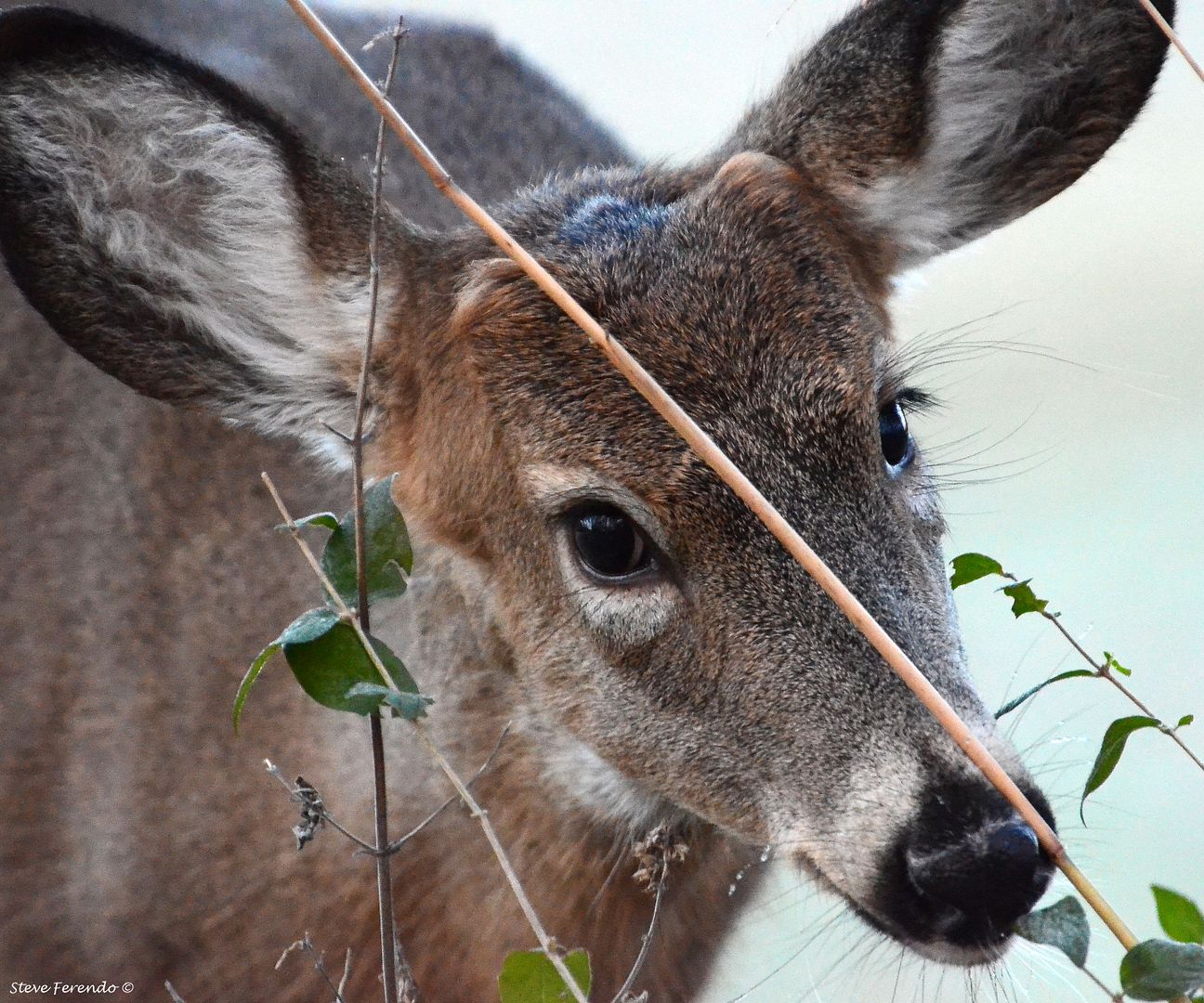 "Natural World" Through My Camera Curious Button Buck
